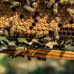 Tehtanje čebeljih kolonij